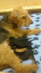 IMG-20170906-WA0014