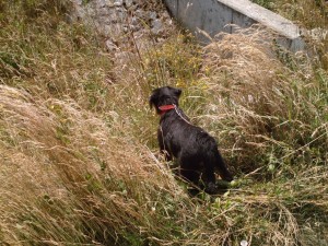 SUNP0006 (Kopie)